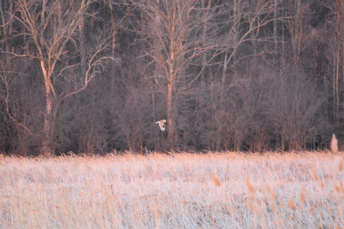 Short-eared Owl - ML319111821