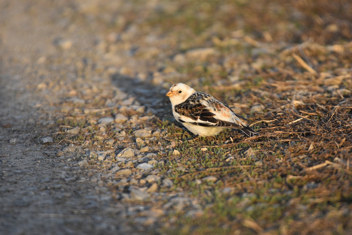 Snow Bunting - ML319111841