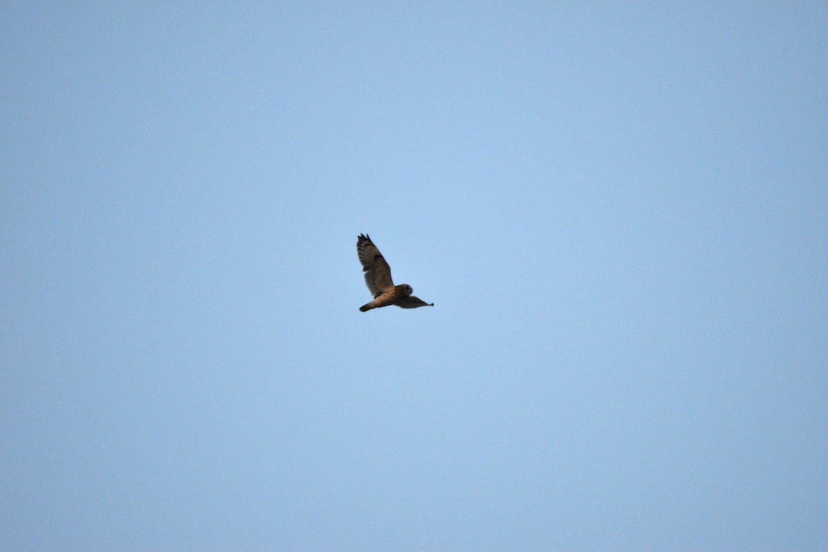 Short-eared Owl - Bryan Franz