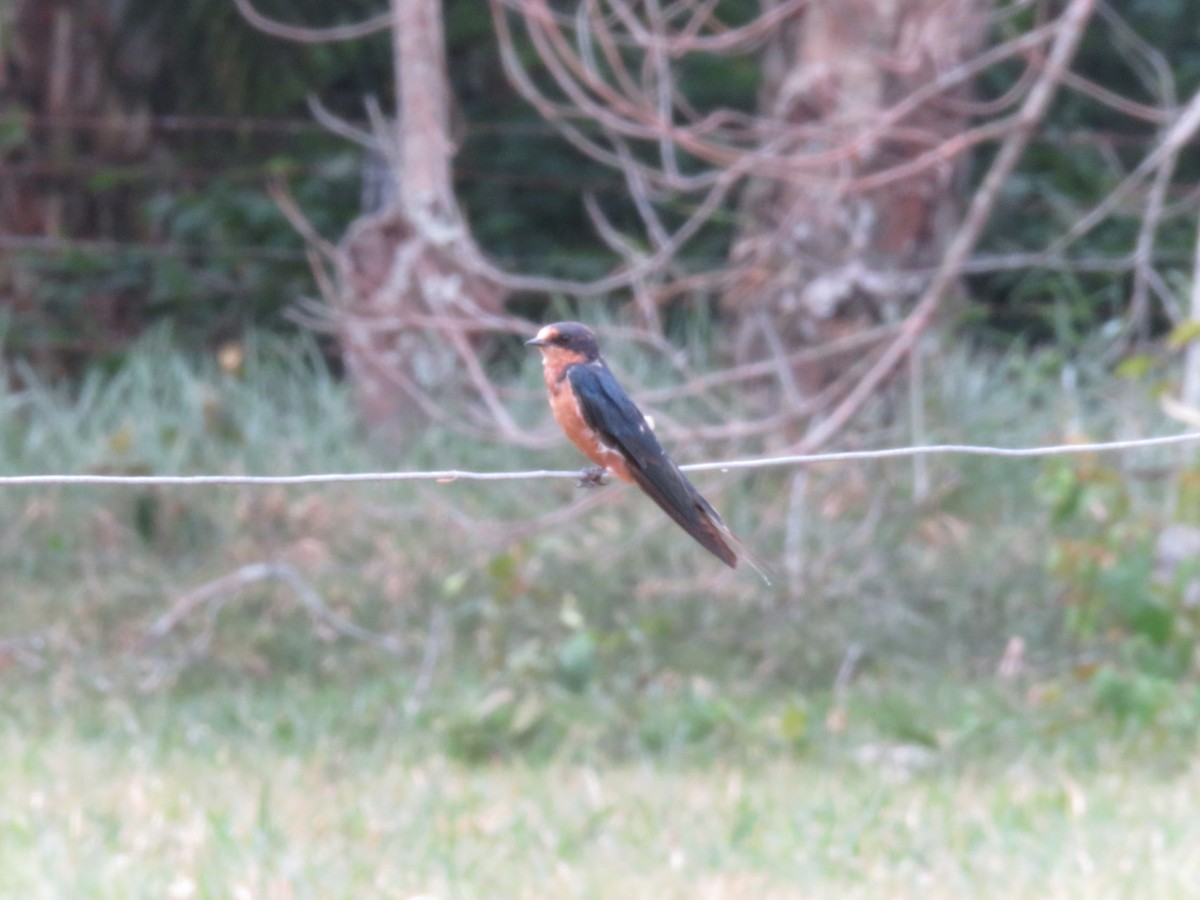 Barn Swallow - ML319112031