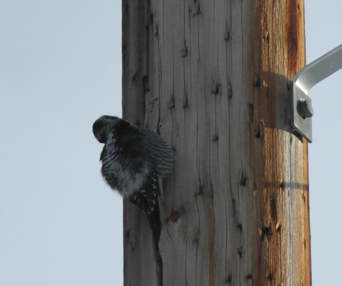 American Three-toed Woodpecker - ML319112711