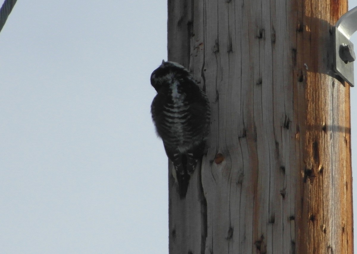 American Three-toed Woodpecker - ML319112721