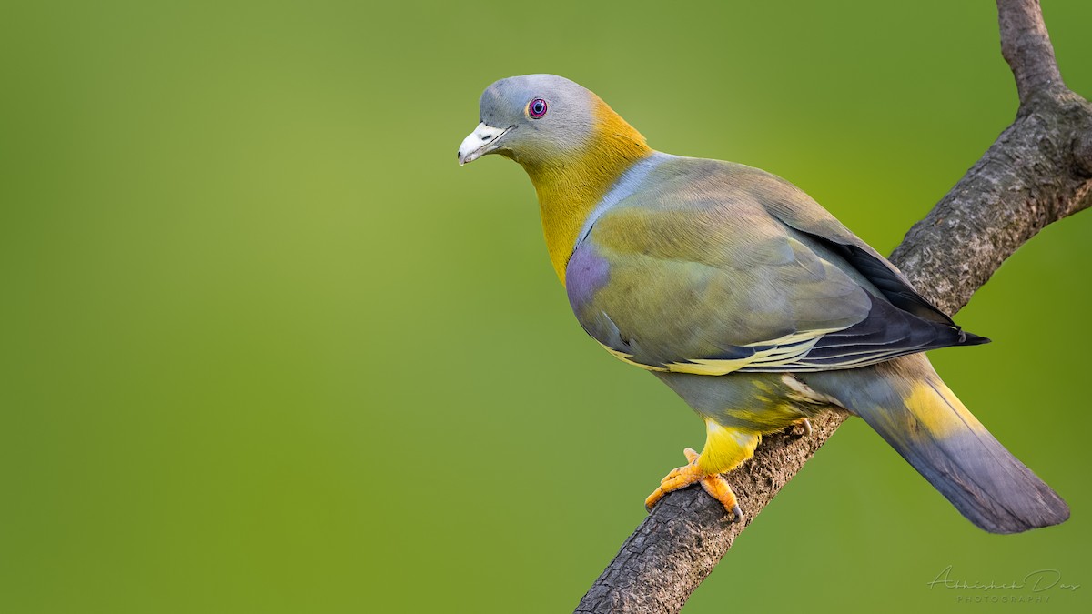 Yellow-footed Green-Pigeon - Abhishek Das