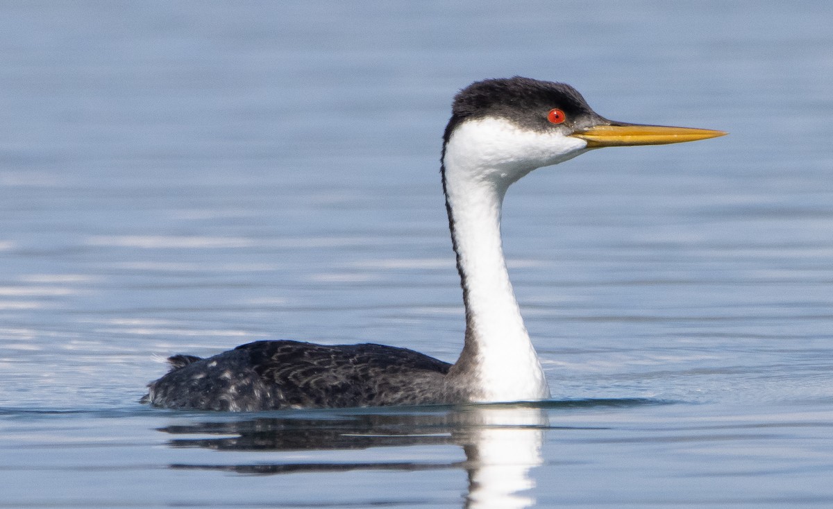 Western Grebe - ML319117371