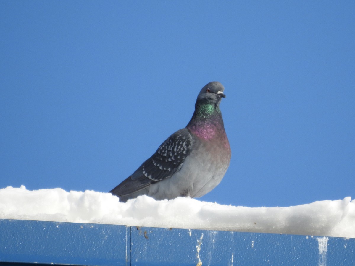 Rock Pigeon (Feral Pigeon) - David Hejna