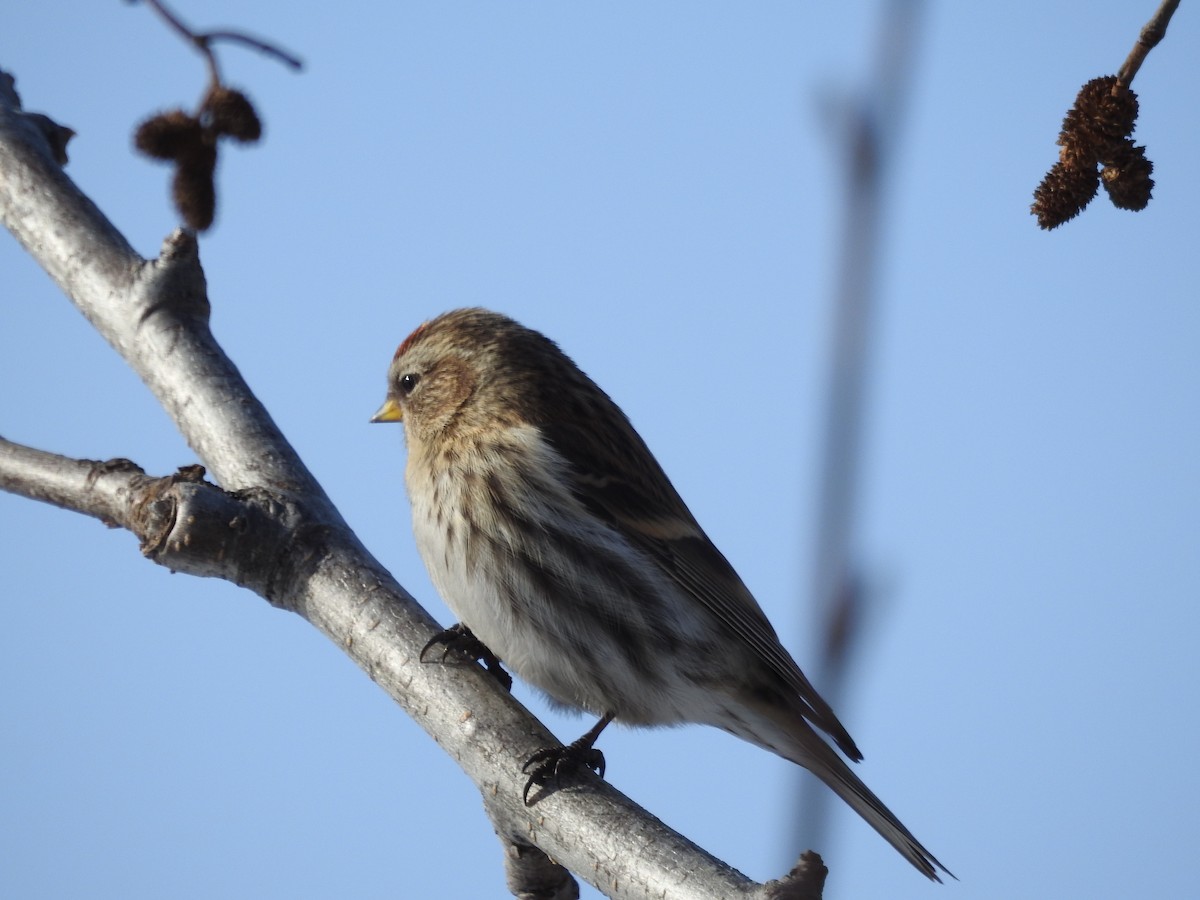 Common Redpoll - ML319118821