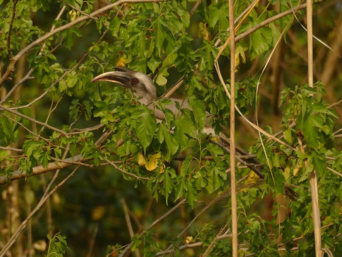 Indian Gray Hornbill - ML319119211