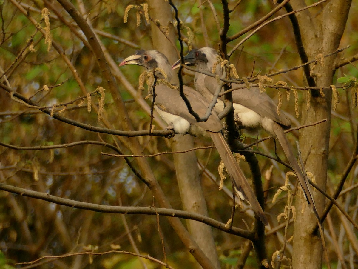 Indian Gray Hornbill - ML319119221