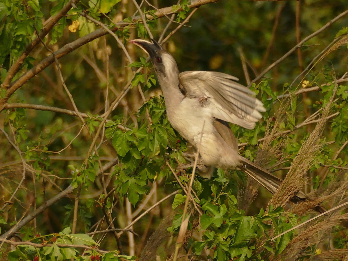 Indian Gray Hornbill - ML319119261