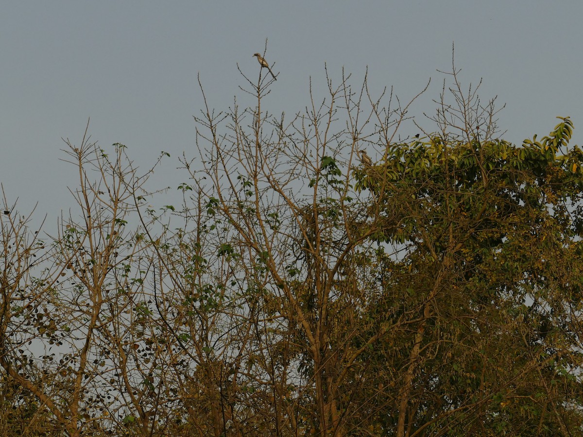 Indian Gray Hornbill - ML319119271