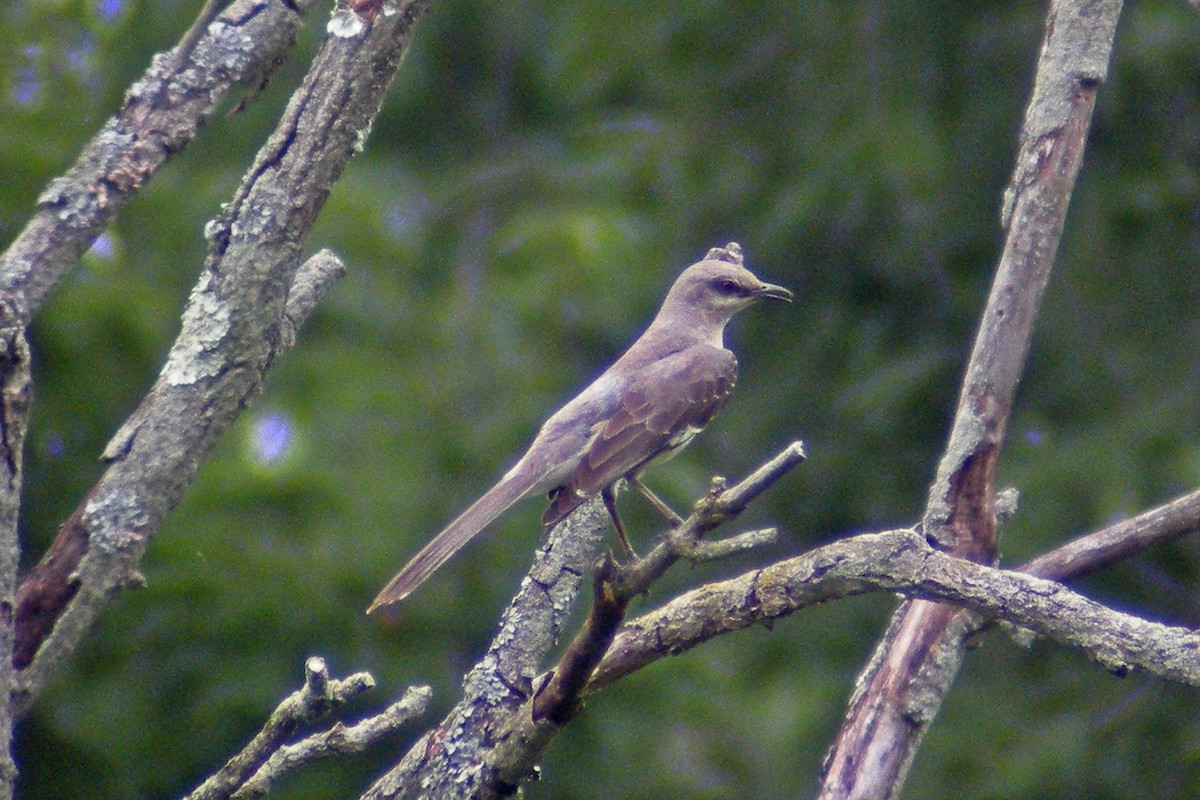 Northern Mockingbird - ML31911941