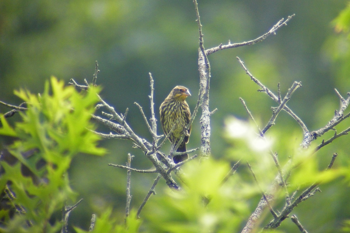 Red-winged Blackbird - ML31911961