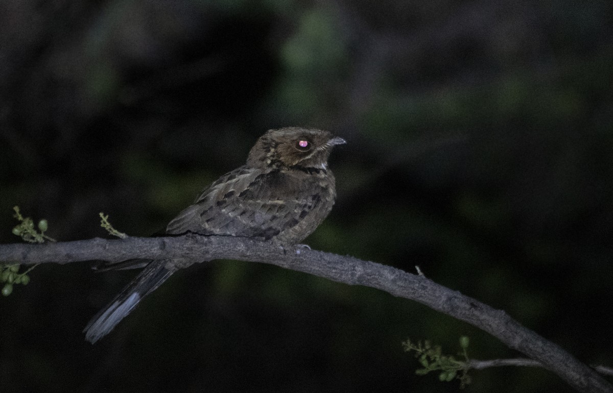 Jerdon's Nightjar - ML319119951