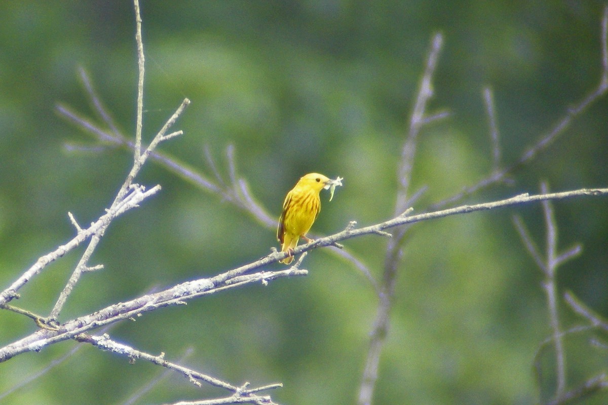 Yellow Warbler - ML31912011