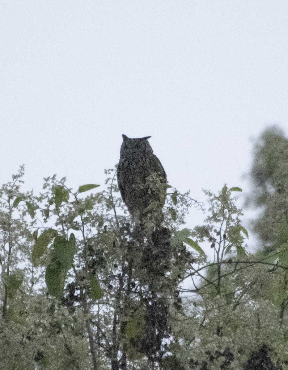 Rock Eagle-Owl - Sankha Misra