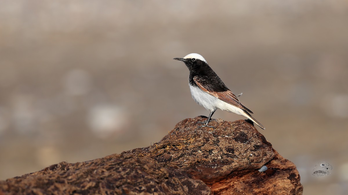 Hooded Wheatear - METİN CENKÇİLER