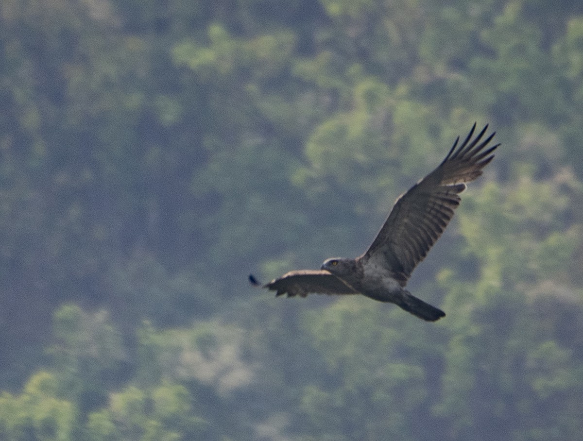 Short-toed Snake-Eagle - ML319120401