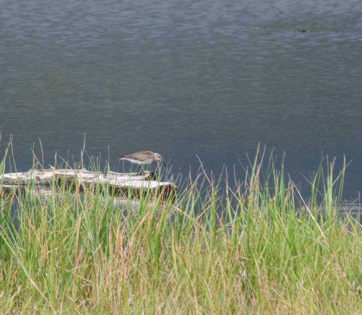 Dunlin - ML319120581