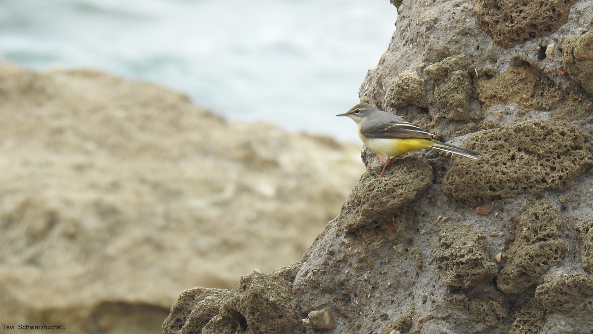 Gray Wagtail - צבי שוורצפוקס