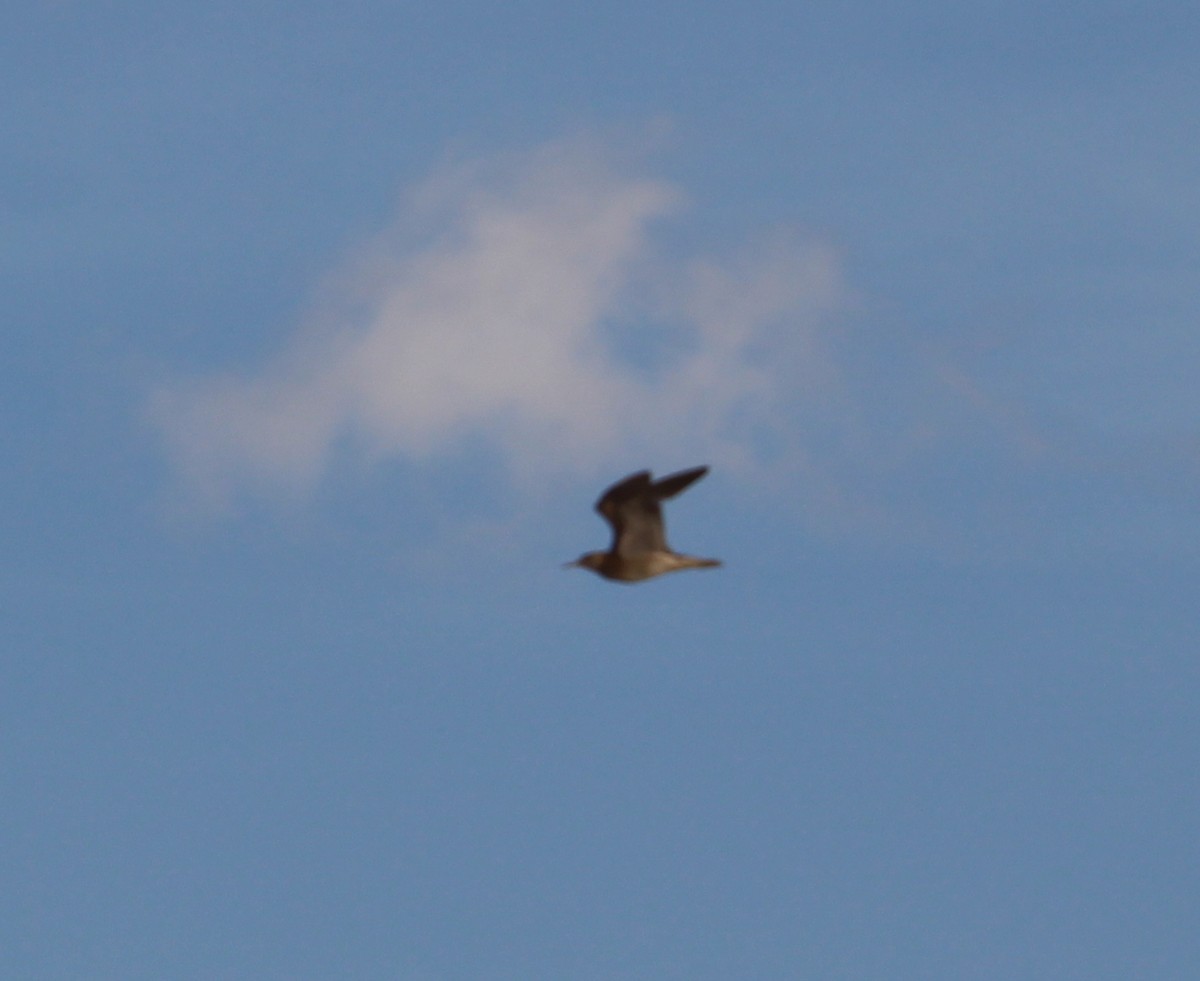 Upland Sandpiper - ML31912121