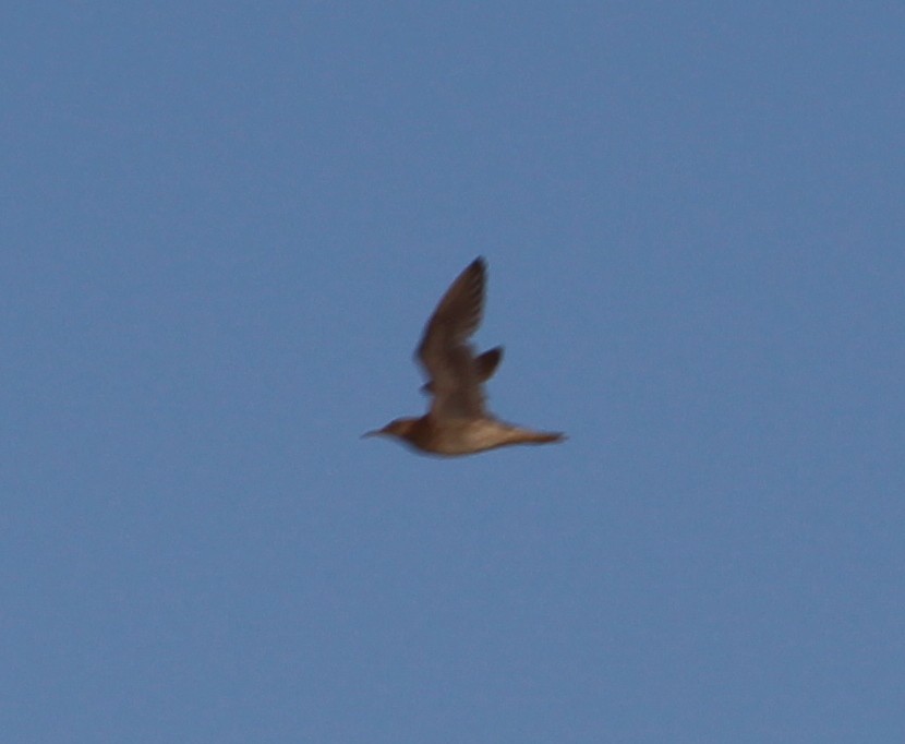 Upland Sandpiper - ML31912161