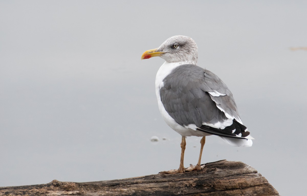 Lesser Black-backed Gull - ML319123381