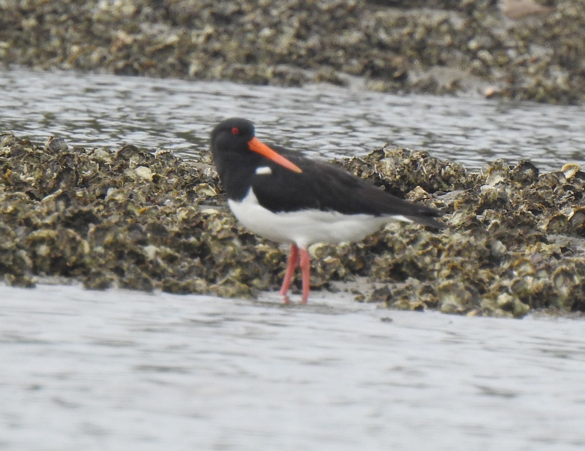 Eurasian Oystercatcher - ML319123741