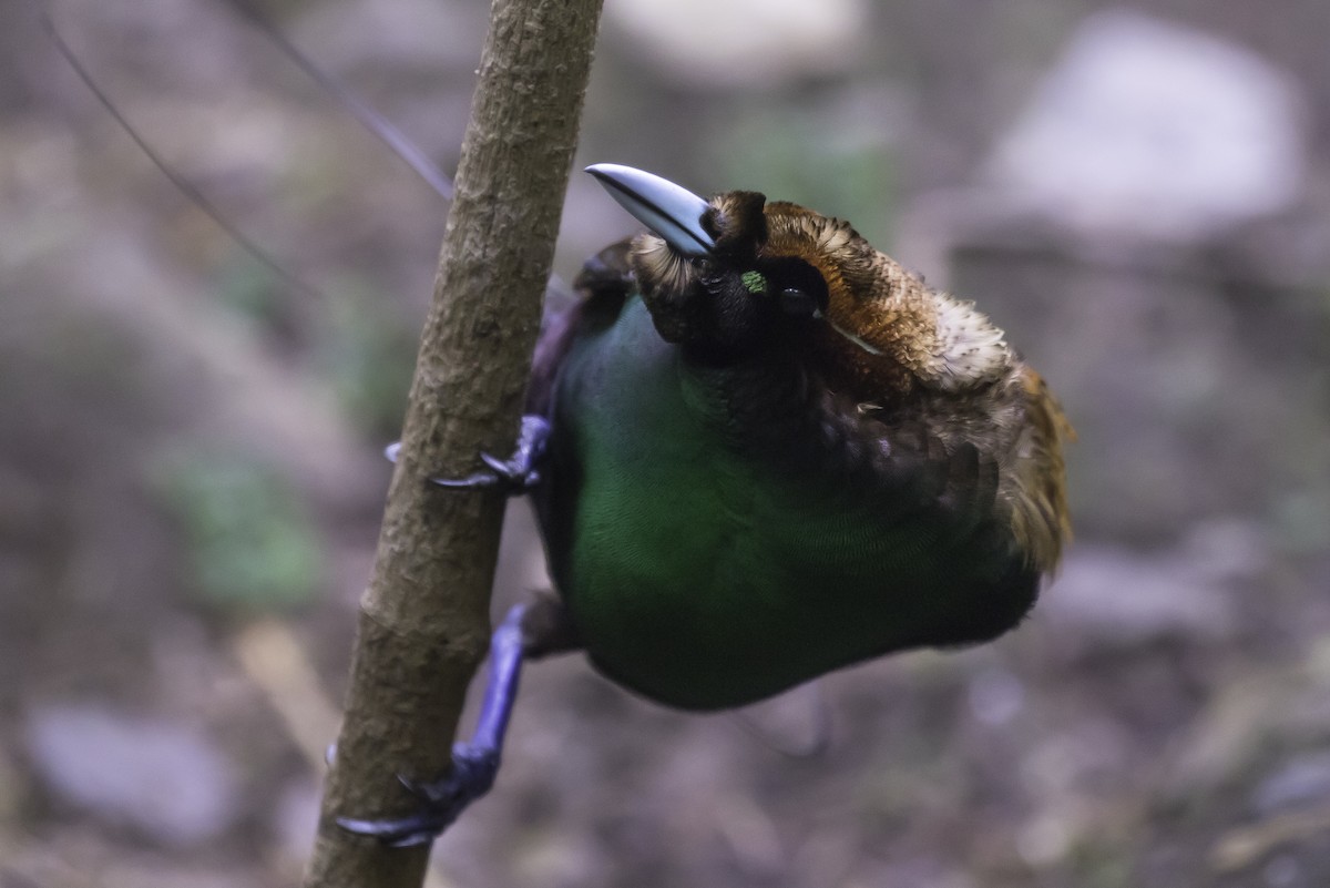 Magnificent Bird-of-Paradise - ML319123901