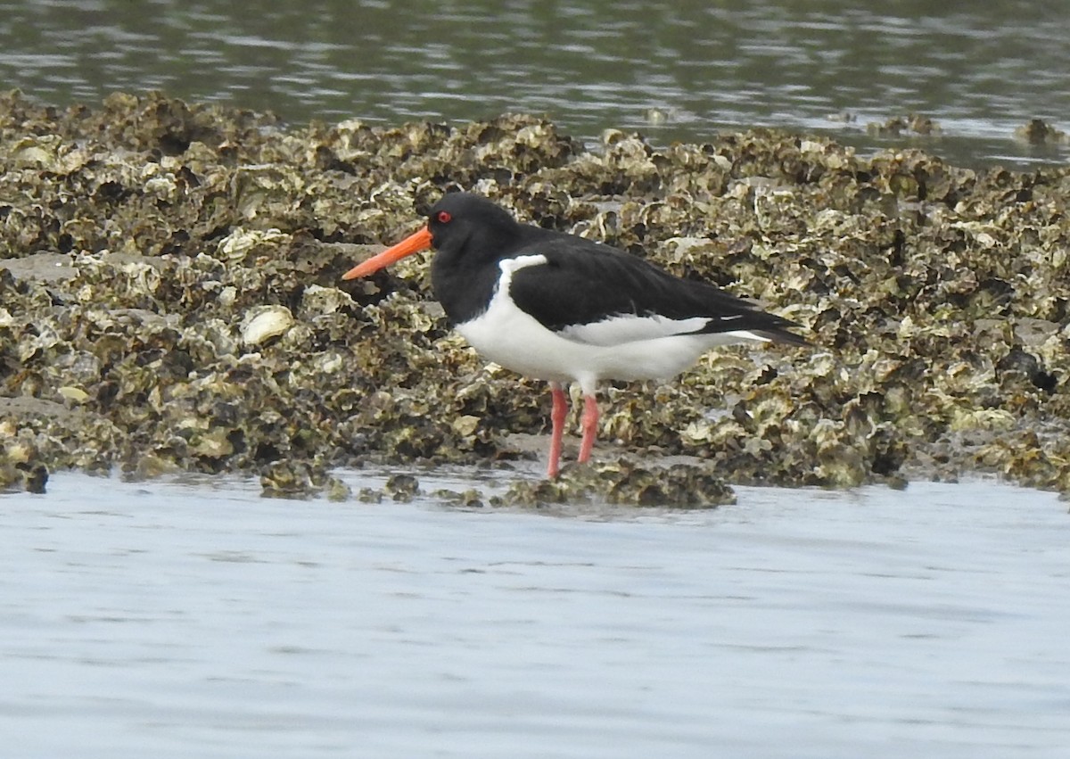 Eurasian Oystercatcher - ML319123911