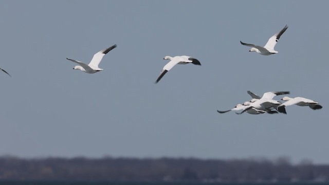 Гуска біла - ML319124461