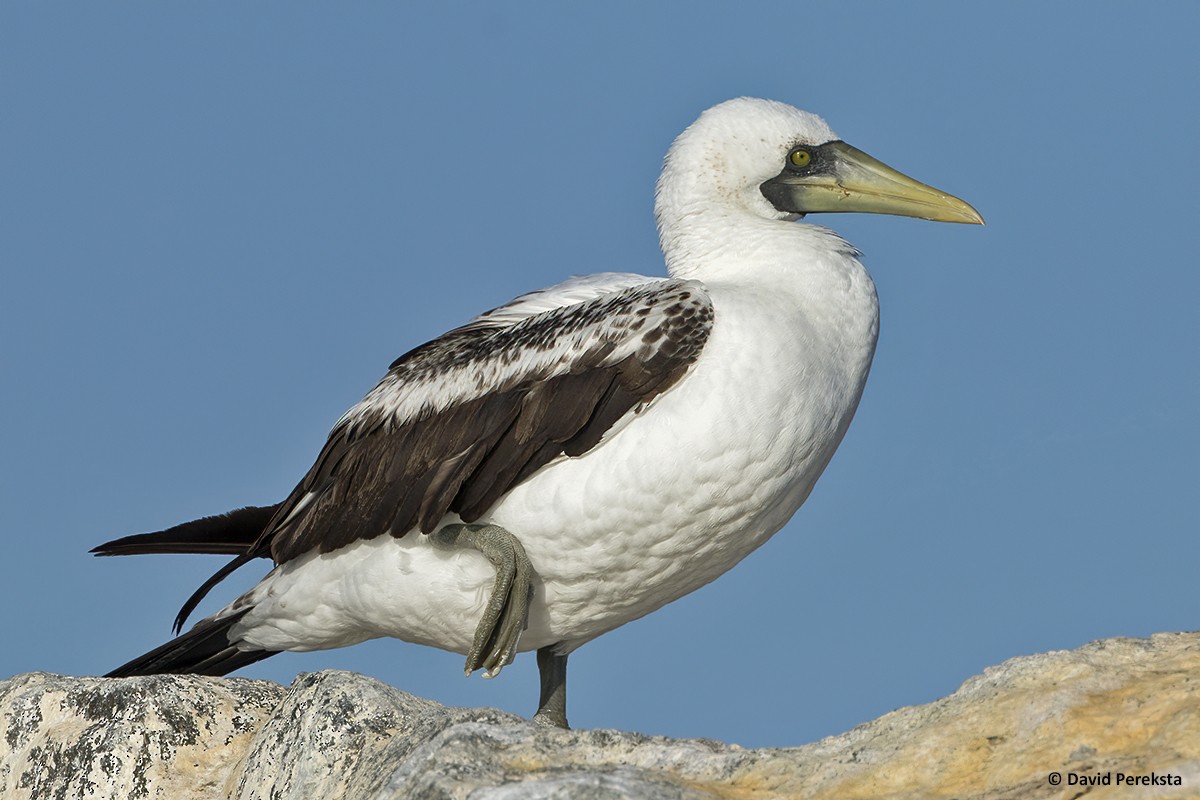 Masked Booby - David Pereksta