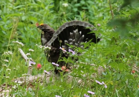 Dusky Grouse - Brook OConnor