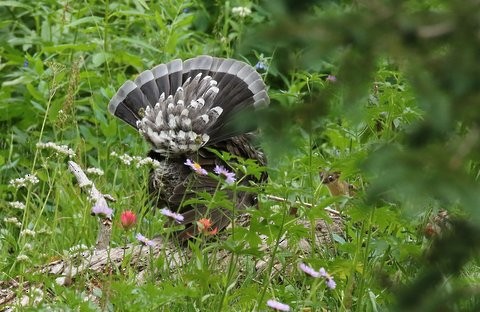 Dusky Grouse - Brook OConnor