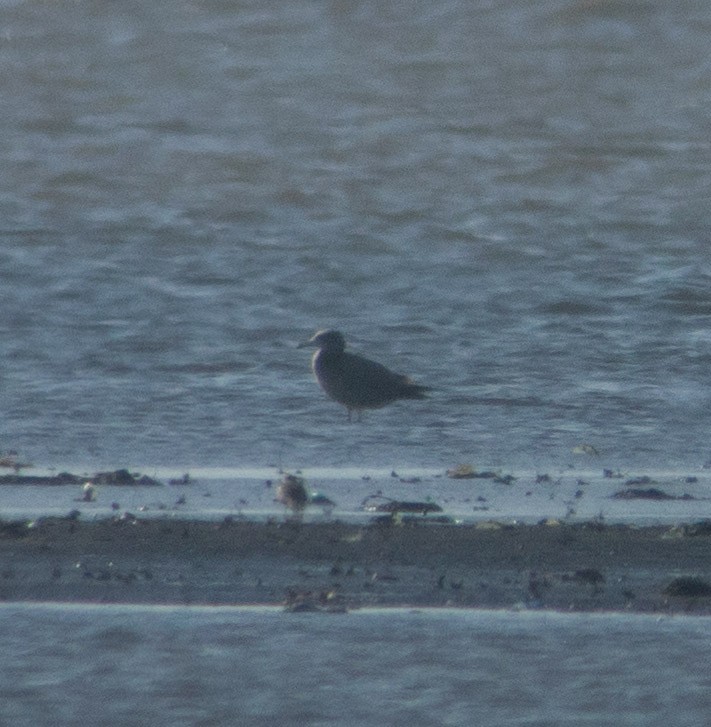 Black-tailed Gull - ML319125941