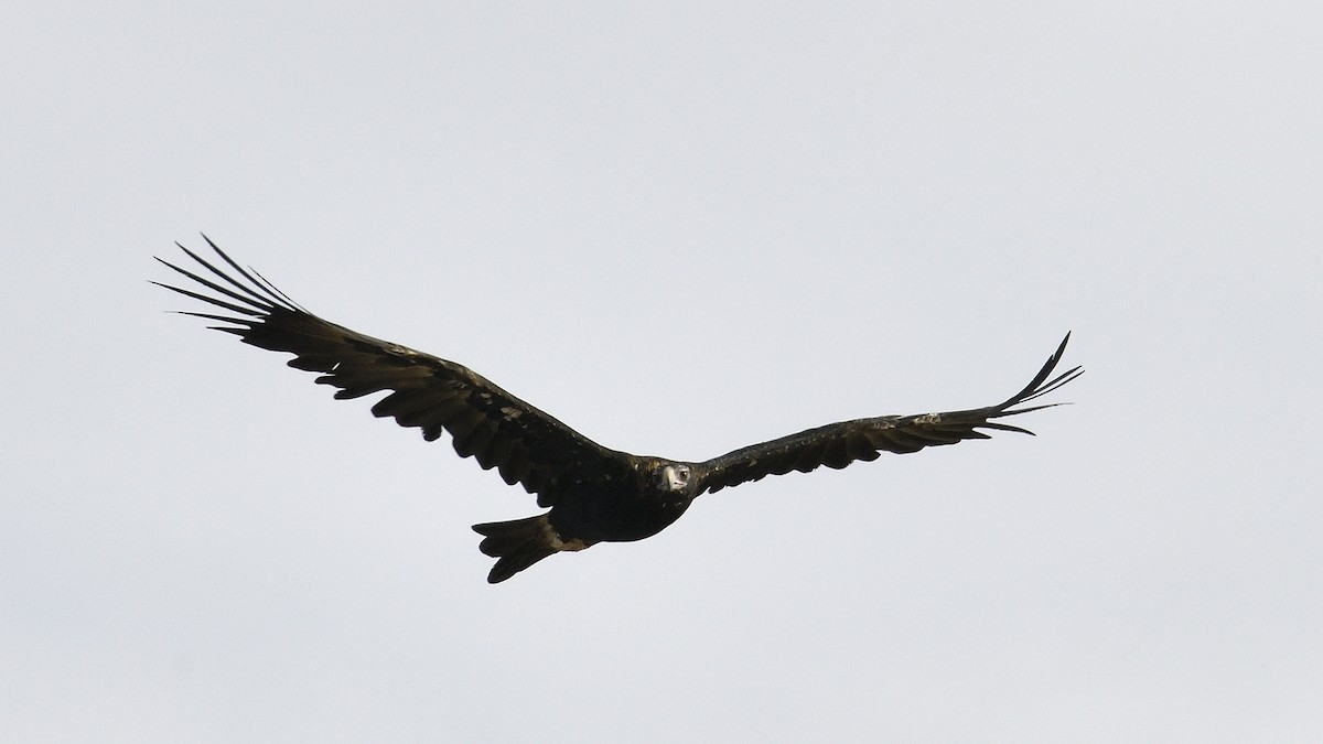 Wedge-tailed Eagle - ML319126331