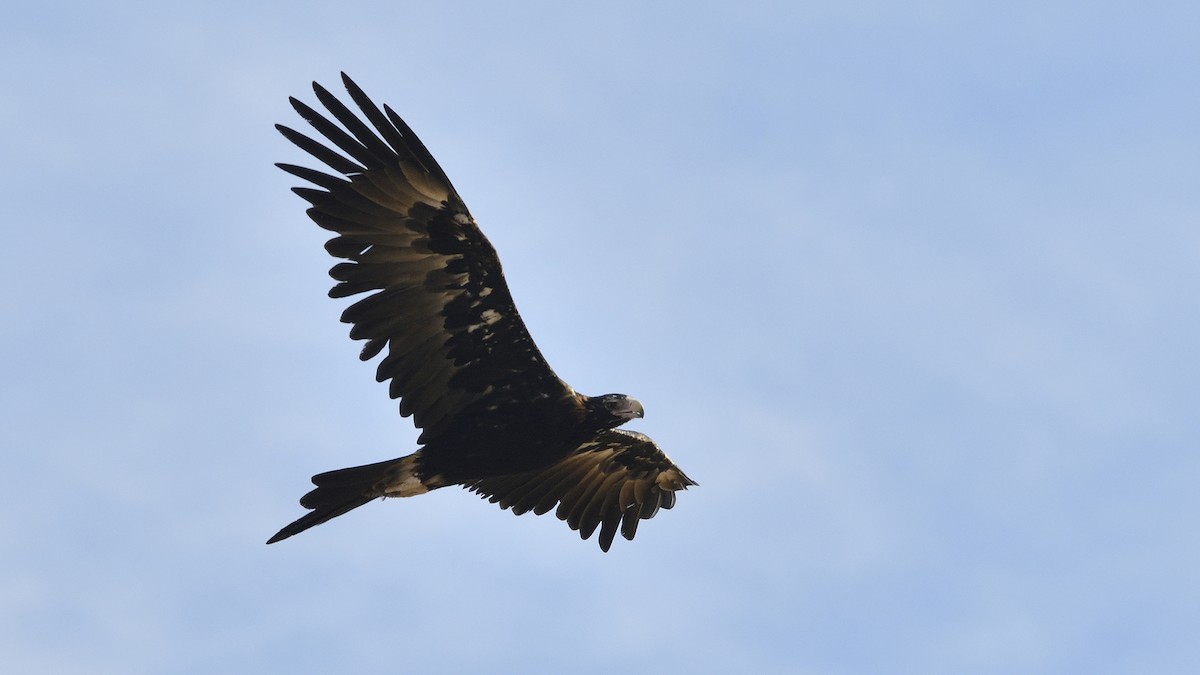 Wedge-tailed Eagle - ML319126371