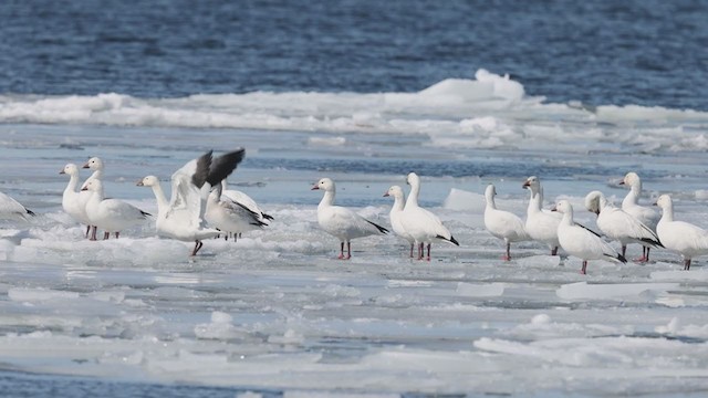 Snow Goose - ML319127681