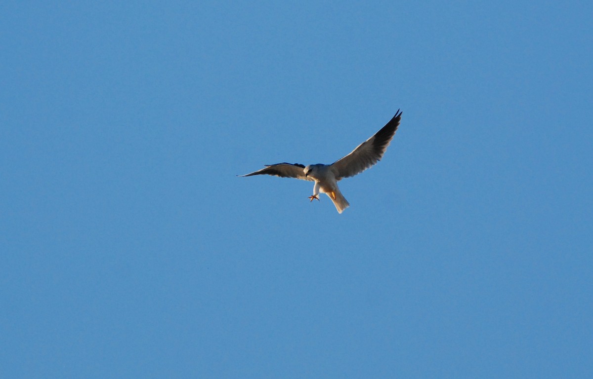 Black-winged Kite - ML319127921