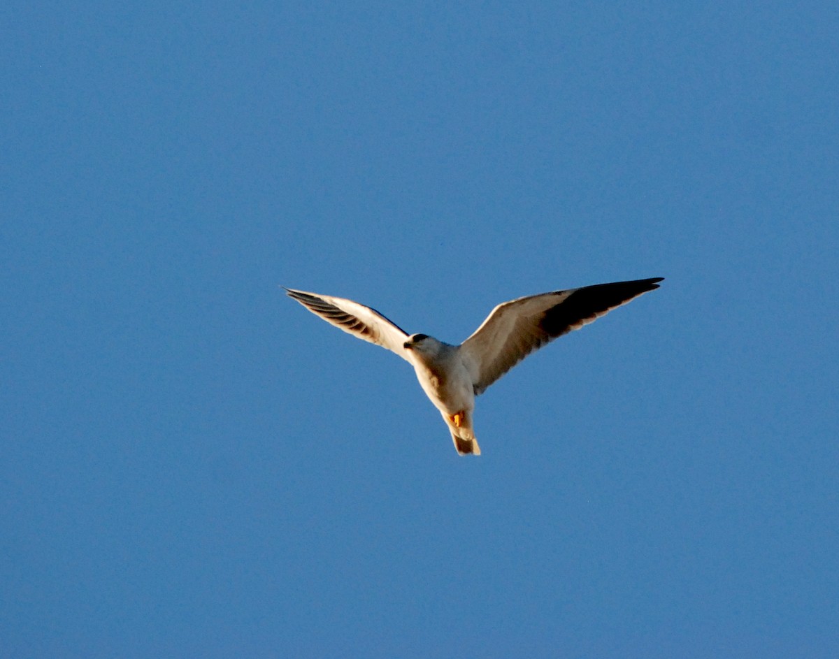 Black-winged Kite - ML319127971