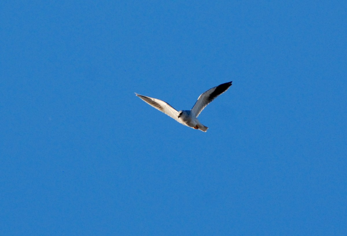 Black-winged Kite - ML319128021