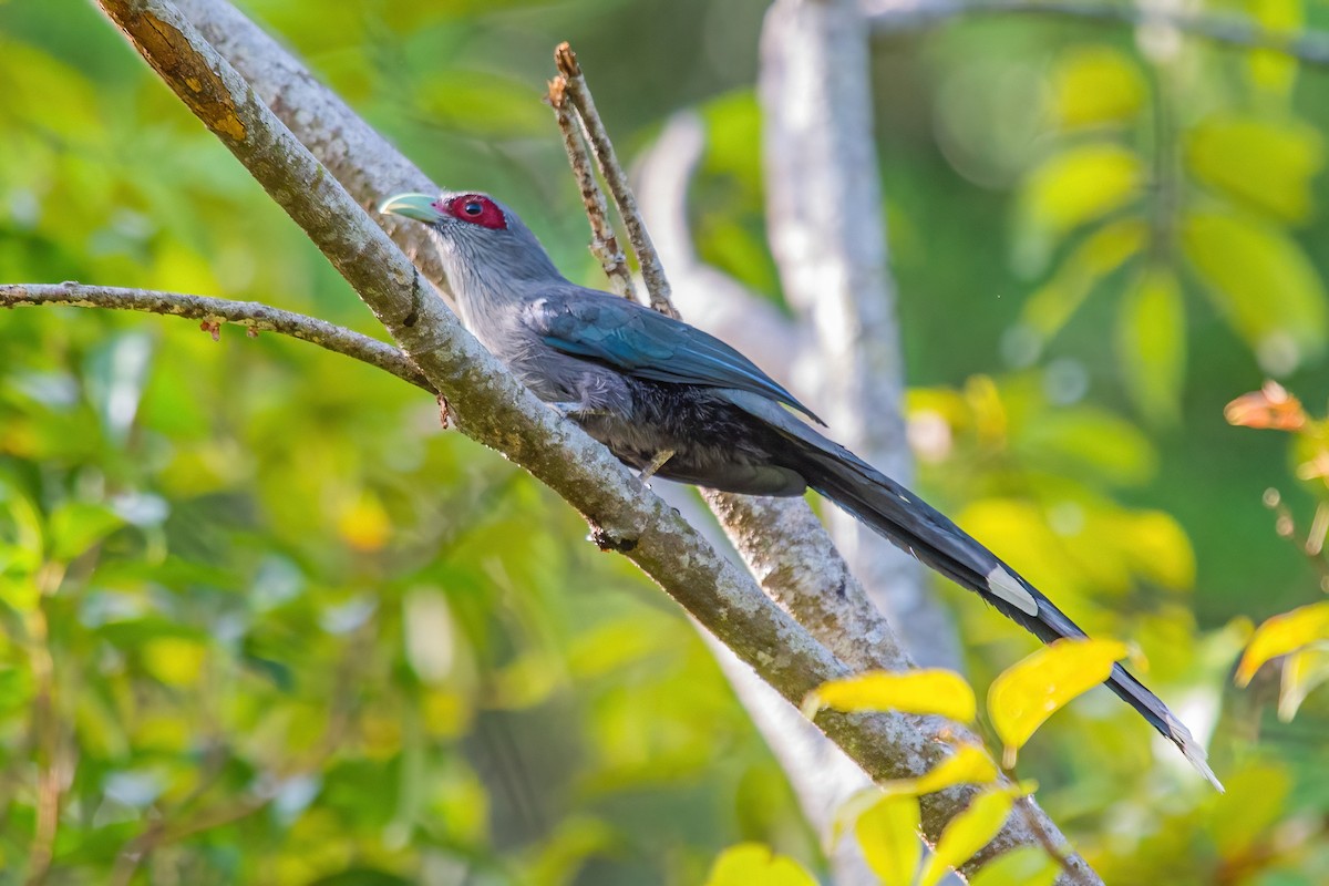 Green-billed Malkoha - ML319128371