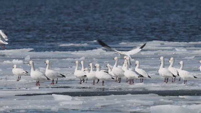 Гуска біла - ML319129131