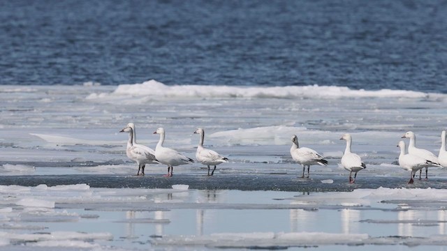 Гуска біла - ML319129191