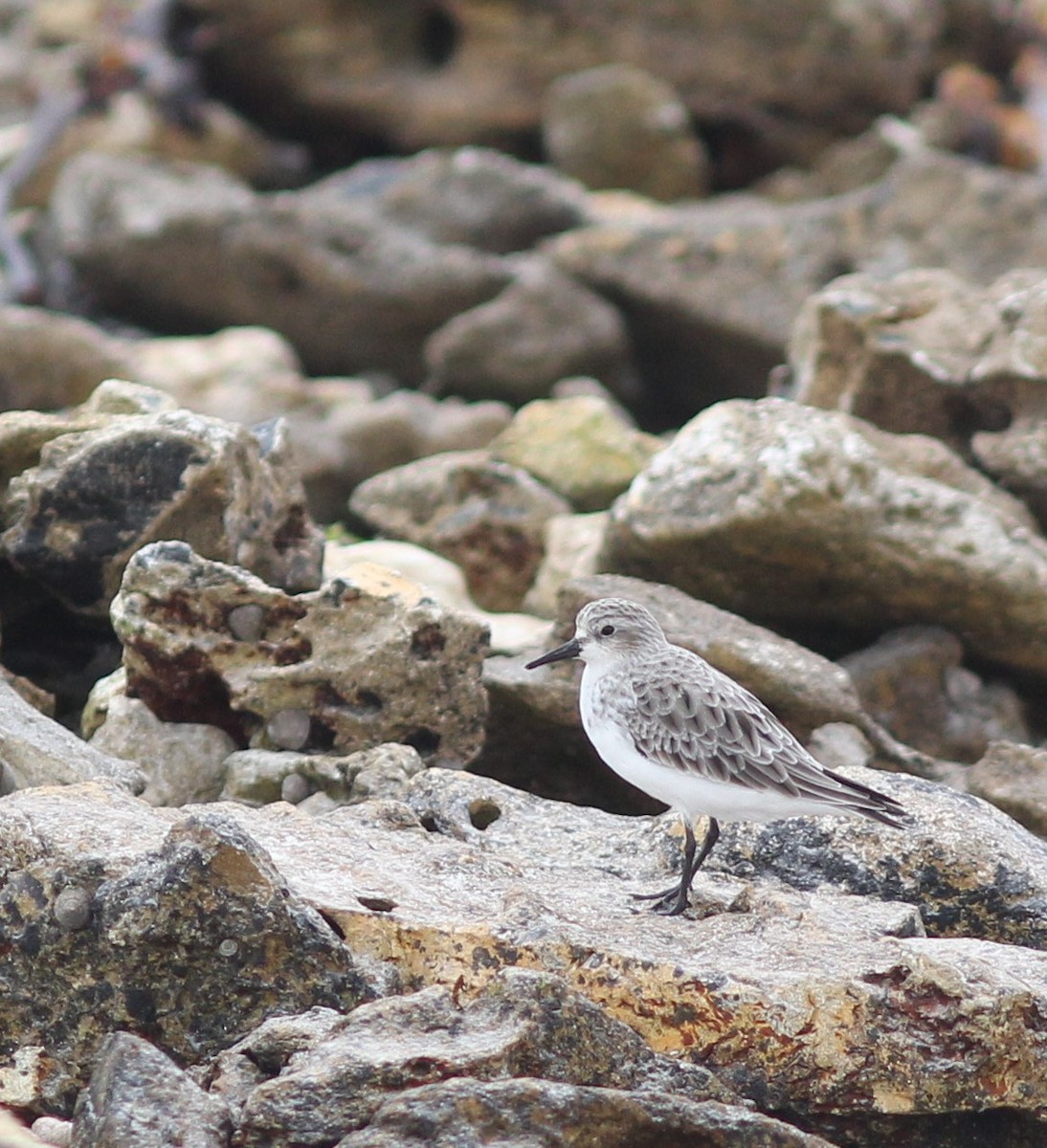 Red-necked Stint - Richard and Margaret Alcorn