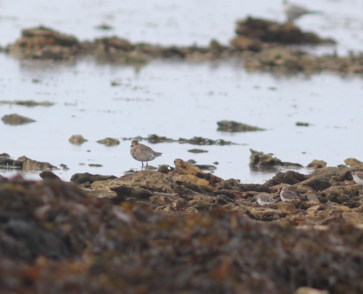 Pacific Golden-Plover - ML319129351