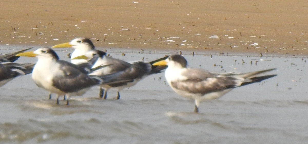 Great Crested Tern - ML319129801