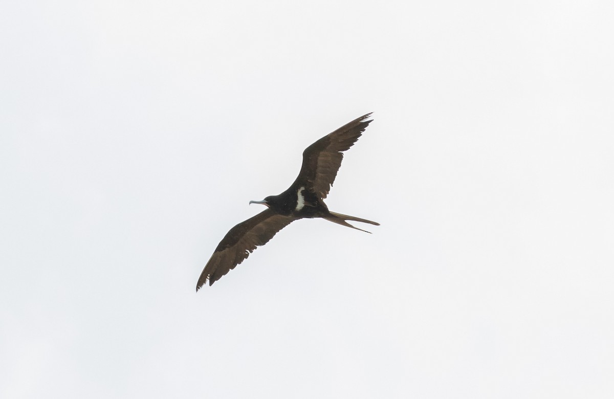 Lesser Frigatebird - ML319130391