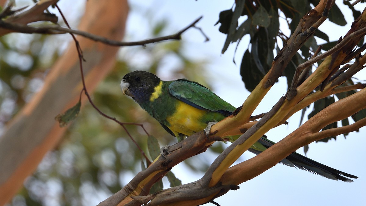 Australian Ringneck (Port Lincoln) - ML319130621