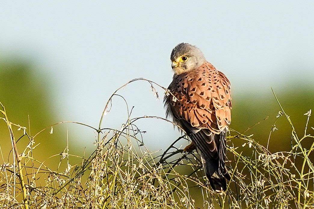 Eurasian Kestrel - ML319131741