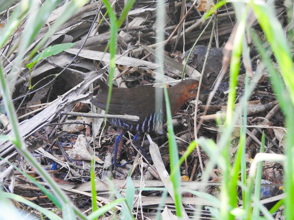 Slaty-legged Crake - ML319132131